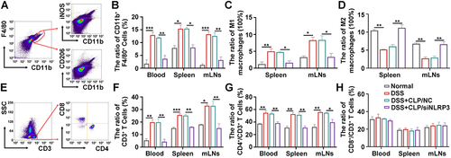 Figure 6 CLP/siNLRP3 modulated macrophage polarization and down-regulated CD4+ T cell production. (A) The schematic diagram of macrophage detection by FCM. (B) The percentage of macrophages in peripheral blood, spleen, and mLNs detected by FCM. (C and D) The percentage of M1 (C) and M2 (D) macrophages in the mLNs and spleen detected by FCM. (E) The schematic diagram of T cells and T cell subtypes detection by FCM. (F–H) The percentage of CD3+ (F), CD4+ (G), and CD8+ T cells (H) in peripheral blood, spleen, and mLNs detected by FCM. N=6 per group, data were mean± SEM. *P ≤ 0.05, **P ≤ 0.01, ***P ≤ 0.001.