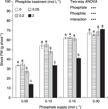 Figure 1  Effects of phosphite (Phi) treatments on shoot fresh weight (FW) of hydroponic lettuce grown under different phosphate (Pi) supplies. The Pi levels 0.05, 0.1, 0.15 and 0.3 mmol L−1 were Pi supplies for 50, 80, 90 and 100% of maximum plant growth, respectively. Error bars are standard error (n = 3). ***P < 0.001. Different letters indicate significant differences between means within the same Pi supply by least significant difference tests (P < 0.05). (Source: H. T. B. Thao et al., unpubl. data, 2008).