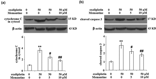 Figure 6. Memantine mitigated oxaliplatin-induced release of cytochrome C from mitochondria to cytosol and the cleavage of caspase 3 in total lysate. Cells were treated with oxaliplatin at 50 μM and Memantine at 5 and 10 µM for 24 hours. (a). The expression of cytochrome C in cytosol; (b). The level of cleaved and total caspase 3, the representative plots was illustrated in the upper panel, the quantitative plot and statistical analysis was shown in the lower panel (n = 5,**, P < 0.01 vs. vehicle group; #, ##, P < 0.05, 0.01 vs. oxaliplatin group).