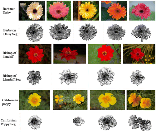 Figure 9. Segmentation results of the proposed algorithm on flowers of different sizes, shapes, textures and colors.