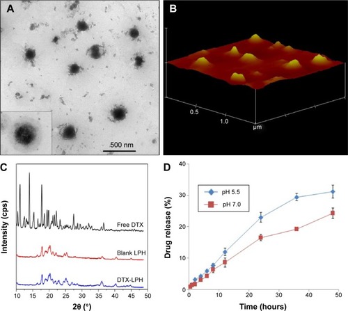 Figure 2 Physical properties of DTX-LPH nanoparticles.Notes: (A) Transmission electron micrograph, (B) atomic force micrograph, (C) X-ray diffraction patterns, and (D) in vitro drug release (data are expressed as mean ± SD, n=3).Abbreviations: DTX, docetaxel; LPH, lipid polymer hybrid; DTX-LPH, docetaxel-loaded lipid polymer hybrid; SD, standard deviation.