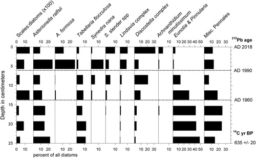 Figure 6. Stratigraphy of the most common diatom taxa in supplemental core WP-5. Ratios of chrysophyte scales to diatom valves indicated as "Scales:Diatoms." Horizontal dotted lines indicate major transitions in diatom assemblage composition of nature and timing similar to those in core WP-2. Ages of depth intervals based on 210Pb and radiocarbon dating are shown on right margin.
