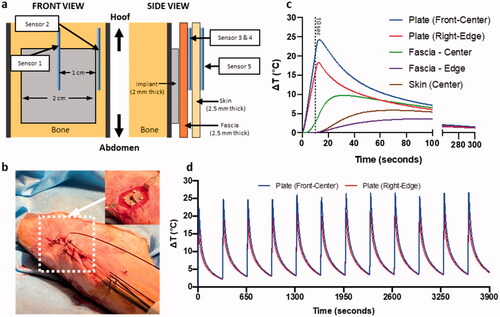 Figure 4. Experimental model for temperature measurement studies in sheep model. (a) Graphical depiction in front and side view of sheep leg for temperature sensor placement. (b) Pictures from surgery with placement of implant plate and sensors going through the hoof and a view after suturing. Temperature readings from all 5 sensors during (c) single 10 s AMF exposure and (d) temperature readings from plate sensors for multiple pulse 10 s AMF exposure with a 325 s delay.