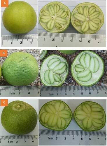 Figure 2. Fruits and fruit cross-sections including seeds of three L. littoralis varieties: A. Quang Ngai, B. Phu Yen, and C. Ninh Thuan.