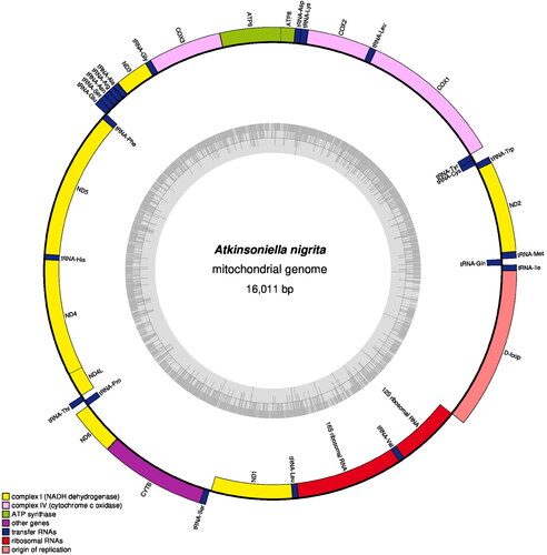 Figure 2. The circular map of the complete mitochondrial genome of A. nigrita. Different color blocks represent genes. Color blocks outside the circle indicate that the genes are on the majority strand (J-strand); those within the circle indicate that the genes are located on the minority strand (N-strand).