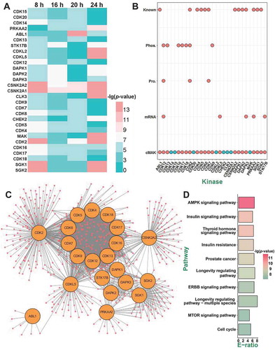 Figure 6. The prediction of potentially regulatory kinases in SiNP-induced autophagy. (A) Among the 4 samples of 8, 16, 20, and 24 h, QKS values of 29 kinases were significantly changed in ≥ 3 time points, against the 0 h sample. (B) Predicted kinases without any additional evidence were removed, and in total, 21 kinases were prioritized as potentially regulatory kinases. (C) The network between 21 kinases and their substrates was predicted by iGPS. (D) The KEGG-based enrichment analysis of biological pathways for the substrates of the 21 kinases