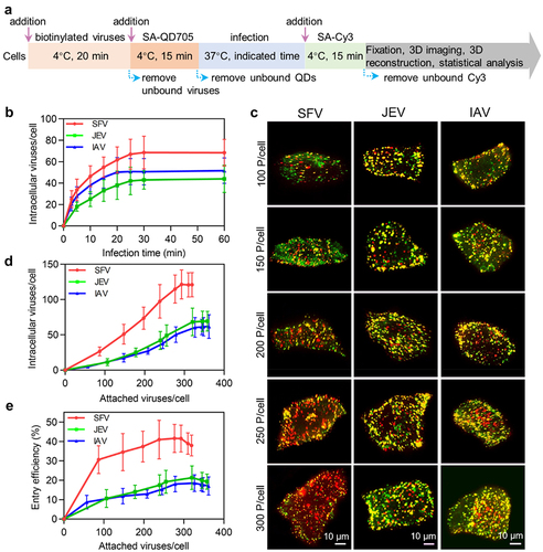 Figure 3. Quantitatively analyzing the efficiency of virus entry. (a) Flow chart for quantitative analysis of virus entry. (b) SFV, JEV and IAV were allowed to infect cells for 10, 20, 30, 40, 50 and 60 min. Then the cells were imaged in 3D and the number of viruses inside the cells was determined with ImageJ (n = 50). (c) Different amounts of viruses were allowed to bind to cells, labeled with QD705 (red), and allowed to infect cells for 30 min. The viruses remained on the cell surface were then stained with Cy3 (green). After that, the cells were imaged in 3D. The panels were the z-projection images of the cells. The red spots were intracellular viruses and the yellow were extracellular viruses. (d) Different amounts of viruses were allowed to be attached to cells. And the number of viruses entering cells after infection for 30 min was counted (n = 50). (e) The entry efficiencies of viruses (n = 50).