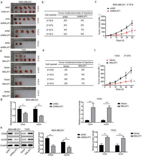 Figure 4. MALAT1 knockdown inhibited tumor formation in vivo , while MALAT1 overexpression promoted tumor formation. (a) the CD44high or CD44low subpopulations of MDA-MB-231 cells were isolated by flow cytometry sorting. (b) MALAT1 expression in CD44high or CD44low subpopulations was evaluated by RT-qPCR. (c) MDA-MB-231 and BT-549 cells were transfected with sh-NC, sh-MALAT1–1, sh-MALAT1–2, sh-MALAT1–3 or sh-MALAT1–4, and MALAT1 expression was analyzed by RT-qPCR. MDA-MB-231 and BT-549 cells were transfected with sh-NC or sh-MALAT1. (d) Flow cytometry was employed to assess the percentages of CD44+CD24− cells. (e) the percentages of ALDH+ cells were evaluated using ALDEFLUOR assay. (f) the sphere formation capacity was detected by sphere formation assay. (g) Colony formation assay was performed to determine colony formation capacity. MCF-7 and T47D cells were transfected with oe-NC or oe-MALAT1. (h) MALAT1 expression was analyzed by RT-qPCR. (i) Flow cytometry was employed to assess the percentages of CD44+CD24− cells. (j) the percentages of ALDH+ cells were evaluated using ALDEFLUOR assay. The measurement data were presented as mean ± SD. All of the tests in this study were conducted for three times. *P < 0.05, **P < 0.01, ***P < 0.001.