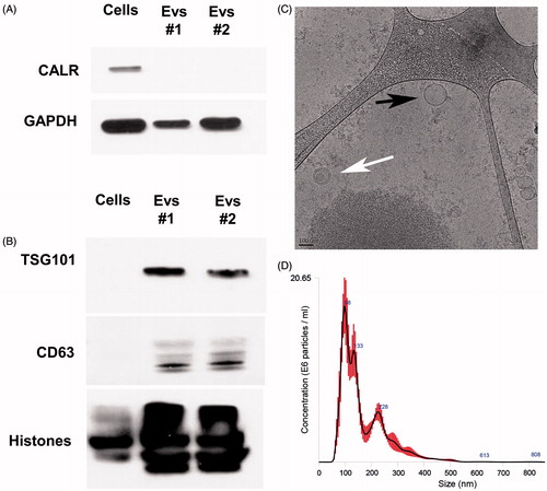 Figure 1. Extracellular vesicles (EV) characterization. (A) Purity of isolated EV pellets is shown by the absence of calreticulin (CALR) in EV lysates by Western blot (20 μg protein loaded/lane). (B) EV were enriched in multi-vesicular bodies (MVB) and exosomal markers TSG101 and CD63 as detected by Western blot (10 μg protein loaded/lane). (C) Cryo-TEM images for HEK293T-isolated EV. Bar size = 100 nm. EV with double (white arrow) and single (black arrows) membranes were detected. (D) Particle concentration and size distribution of EV as evaluated using Nanoparticle Tracking Analysis. EV collected from two different batches (EVs #1 and EVs #2) of the same cell line are shown to demonstrate reproducibility.