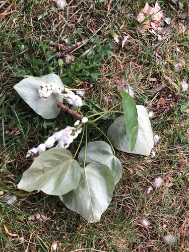 Figure 3. The black poplar’s seedpods with fluffy cotton cushioning.