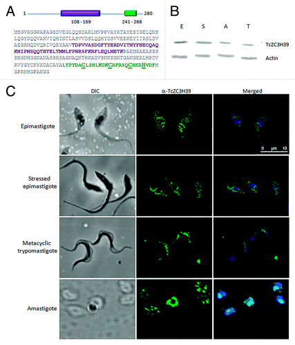 Figure 2. Expression pattern and cellular localization of TcZC3H39 during the life cycle of T. cruzi . (A) Diagram and amino-acid sequence of the domains of the TcZC3H39 protein. The U-box domain is shown in purple, the CCCH-type Zinc finger domain in green with the Cys and His underlined in bold. The numbers indicate the positions of the domains within the protein. (B) Western blot analysis of T. cruzi extracts. E: exponentially growing normal epimastigotes. S: epimastigotes subjected to nutritional stress. A: amastigotes. T: metacyclic trypomastigotes. The gels were normalized and 10 µg of protein were loaded into each lane. Top of the figure: anti-TcZC3H39 antibody (1:300); bottom of the figure, anti-actin was used as a normalizer (1:500), TcZC3H39 has an expected molecular mass of 31.1 kDa and actin, of 45.8 kDa. (C) Immunolocalization assay. Cells were incubated with anti-TcZC3H39 antibody (1:300). Immune complexes were detected by reaction with Alexa 488-labeled goat anti-mouse antibody (1:400). Kinetoplast and nuclei were stained with DAPI and the image obtained was merged with anti-TcZC3H39 images. Bar = 10 µm.