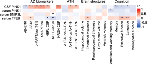 Figure 2. Mitophagy biomarkers vs Alzheimer disease (AD) phenotype. *, ** and *** denote p < 0.05, p < 0.01 and p < 0.001, respectively. Partial Pearson correlation for AD biomarkers, ATN and brain structures was adjusted for age and sex or in the case of cognition, for age, sex, and education. Blue asterisks denote significance after Holm-Bonferroni correction for multiple comparisons. CSF, cerebrospinal fluid; “A”, amyloid; “T”, tau; “N”, neurodegeneration; +, abnormal; -, normal; Aβ42/42, amyloid beta 42 to 40 ratio; Aβ42, amyloid beta 42; p-MAPT/tau (181), phosphorylated MAPT/tau (181); t-MAPT/tau, total MAPT/tau; NEFL, neurofilament light chain; NRGN, neurogranin.