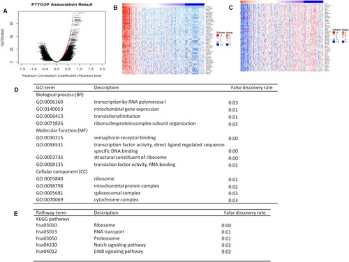Figure 7. Differential expression of PTTG3P-related genes in gastric cancer (Linkedomics). (A) Linkedomics was used to analyze PTTG3P-associated genes. (B-C) Heat map showing the genes that were positively and negatively correlated with PTTG3P in gastric cancer (TOP 50). The genes marked in red were positively correlated while those marked in green were negatively correlated. (D) Bioprocesses enriched with co-expressed PTTG3P-associated genes (BP, MF, and CC). (E) KEGG and Reactome pathways enriched with co-expressed PTTG3P-associated genes.