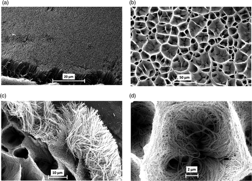Figure 1. SEM micrographs taken for untreated (a) and ozone-treated N-MWCNT films (b, c, d). The SEM images were obtained with an accelerating voltage of 20 kV and magnification factors of 1600× (a), 500 × (b), 2000× (c) and 6000× (d).