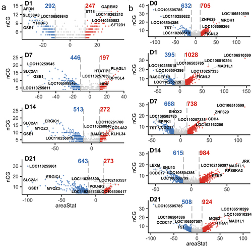 Figure 2. (a) Volcano plots of DMRs between control SMSCs and osteogenic induced SMSCs at each time point. (b) Volcano plots of DMRs between AS and DL prior to and after osteogenic differentiation at each time point.