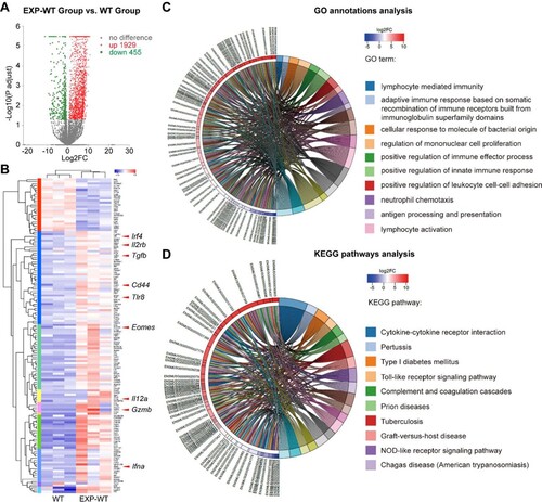 Figure 3. Immune-related genes expression in HBs-specific CD8+ T cells was significantly up-regulated in the liver of EXP-WT mice. (A) The volcano map of differentially expressed genes (log2FC > 1 and P-adjust <.05 as significant difference) detected by Smart-Seq of HBs-specific CD8+ T cells in the livers of two groups. Red dots indicated significantly up-regulated genes, green dots indicated significantly down-regulated genes, and gray dots indicated non-significantly genes. (B) Hierarchical clustering of differentially expressed immune-related genes. Relative log [FPKM (fragments per kilobase of transcript per million fragments mapped)] expression levels of genes are displayed in red–blue colour scale. (C) and (D) The differentially expressed immune-related genes from WT and EXP-WT groups were classified by Gene Ontology analysis and KEGG pathway analysis.