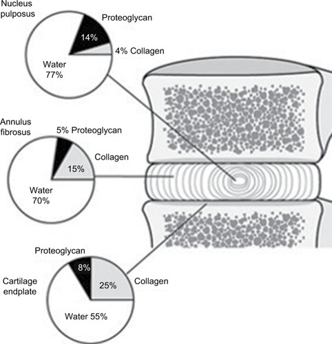 Figure 1 The relative proportion of the three main components of the adult human intervertebral disc; nucleus pulposus, annulus fibrosus, and the cartilage endplate.