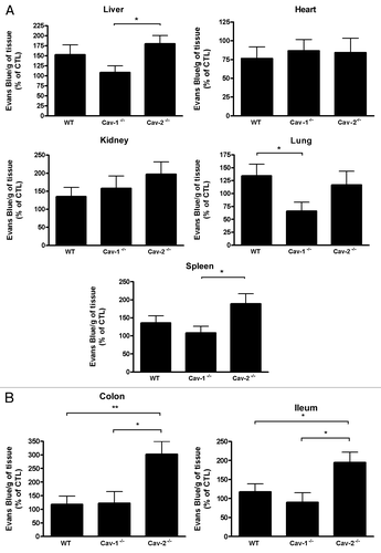 Figure 6 Cav-2-/- mice exhibit increased intestinal permeability. Cav-2-/- and WT mice were injected intraperitoneally with saline or LPS (20 mg/kg). Forty-five minutes before sacrifice (12 hours after saline or LPS injection), mice were retro-orbitally injected with a solution of 1% Evans Blue diluted in HBSS. Mice were then perfused; organs were weighted and incubated in formamide for three days to elute the Evans Blue dye. Quantification of Evans blue extravasation was determined spectrophotometrically at 620 nm. (A) Liver, heart, kidney, lung and spleen of Cav-2-/- and WT mice did not exhibit significant difference in permeability. n = 17 (WT), n = 11 (Cav-1-/-) and n = 14 (Cav-2-/-) (*p < 0.05; **p < 0.01). (B) Ileum and colon of Cav-2-/- mice showed increased permeability compared to WT mice. Ileum: n = 17 (WT), n = 11 (Cav-1-/-) and n = 14 (Cav-2-/-); Colon: n = 15 (WT), n = 9 (Cav-1-/-) and n = 13 (Cav-2-/-).