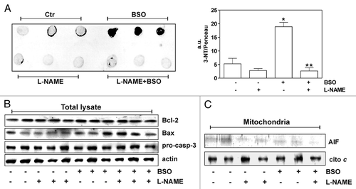 Figure 1 Glutathione depletion is associated with 3-nitrotyrosine increase in mice brain without accumulation of apoptotic markers. (A) Left part: 20 µg of proteins extracted from mice brains were spotted on nitrocellulose membrane and subjected to Dot blot analysis using a polyclonal 3-nitrotyrosine (3-NT) antibody. Right part: density of immunoreactive dots was normalized for Ponceau Red spots and reported as arbitrary units (a.u.) and as means ± SD. (*p < 0.01 versus control, **p < 0.01 versus BSO-treated; n = 3). (B) 20 µg of total protein extracts were loaded for detection of Bcl-2, Bax and pro-caspase-3 by western blot. Actin was used as loading control. (C) mitochondria were purified from mice brains homogenates by Percoll® gradient, lysed and 20 µg of proteins were loaded for detection of AIF by western blot. Cytochrome c was used as loading control.