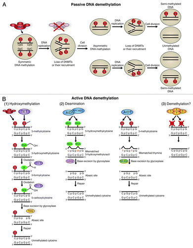 Figure 2. Pathways of DNA methylation and demethylation. (A) Passive DNA demethylation. DNA in a cell is 5′ methylated at CpG islands in a symmetrical fashion by DNA methyl transferases (DNMTs). If there is a loss of DNMT function, followed by DNA replication and cell division, cells containing asymmetric DNA methylation will arise. If there is continued loss of DNMT function and further DNA replication and cell division, this will give rise to cells with unmethylated DNA. This action is passive, as it relies on DNA replication and cellular division. (B) Active DNA methylation. Several pathways can lead to active demethylation of DNA without the need for DNA replication, and in the presence of DNMTs. Hydroxymethylation (1) of 5-methylcytosines (5-mC) is performed by TET proteins. 5-hydroxymethylcytosine (5-hmC) may act as a substrate for further modifications, or may itself be sufficient to prevent factors that interact with methyl-cytosine from having an effect. 5-hmC can be further oxidized by TET proteins to 5-formylcytosine (5fC) and 5-carbonylcytosine (5caC).Citation54 5caC is a substrate for TDG glycosylase, creating an abasic site through base excision, which is then repaired with an unmethylated cytosine.Citation54,Citation55 Both 5-mC and 5-hmC can act as substrates for deaminases (2). The deaminases AID/APOBEC can convert 5-hmC to 5-hydroxymethyl-uracil (5hmU).Citation57 This is then repaired by mismatch-repair pathways, beginning with base excision by the glycosylase UDG. AID may also be able to convert 5-mC to thymine, which is repaired beginning with the glycosylase MDB4. The presence of a bona fide DNA demethylase (3) is a controversial topic, but several groups have proposed candidates.Citation35