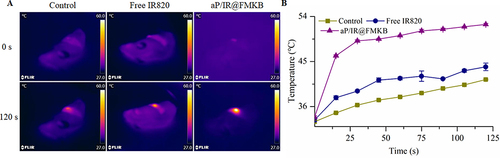 Figure 4 Photothermal effect of aP/IR@FMKB in vivo.