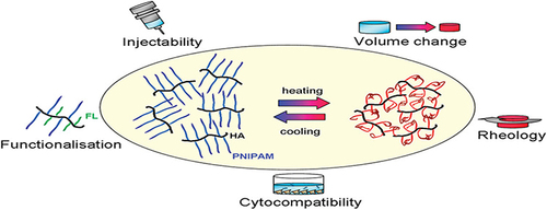 Figure 6 Various properties of the temperature-sensitive material hyaluronan-poly(N-isopropylacrylamide) HA-pNIPAM. Reprinted with permission from Mortisen D, Peroglio M, Alini M, Eglin D. Tailoring thermoreversible hyaluronan hydrogels by “click” chemistry and RAFT polymerization for cell and drug therapy. Biomacromolecules. 2010;11(5):1261–1272. Copyright {2010} American Chemical Society.Citation114