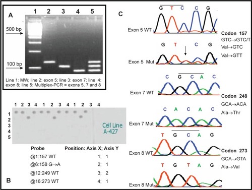 Figure 2 Electrophoretic analysis of PCR products and single-stranded target DNA produced by “cycle sequencing”. A) Electrophoresis in 2% agarose gel from PCR reactions of regions from exons 5, 7 and 8 of the TP53 gene: 100 bp ladder (Line 1), 129 bp PCR product from exon 5 (line 2), 108 bp PCR product from exon 7 (line 3), 92 bp PCR product from exon 8 (line 4), multiplex PCR products of exons 5, 7 and 8. B) Example of the multiplex hybridization of the microarray against a PCR product from the cell line A-427 where wild types 157, 249 and 273 as well as the mutation 158 G→A were detected C) Electropherograms for the sequencing of wild type and mutant PCR products from exons 5, 7 and 8 of the TP53 gene.