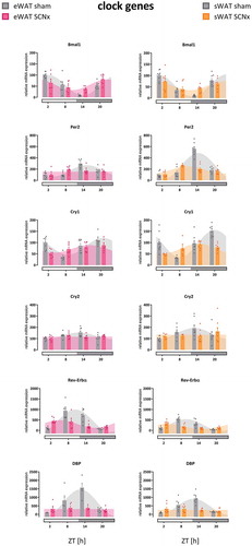 Figure 2. Clock gene rhythms in eWAT and sWAT of sham- and SCN-lesioned animals. Cry2 and DBP lost their rhythmicity after SCN lesions in both WAT compartments, as well as Per2 in eWAT. Bmal1, Per2 in sWAT, Cry1, and RevErbα remained rhythmic after SCN lesions. Gray bars on x-axis indicate the dark phase (ZT12-24). Bar plots represent mean±SEM, scatter plots represent individual data points, area fills represent the curve as fitted by Circwave (www.hutlab.nl)