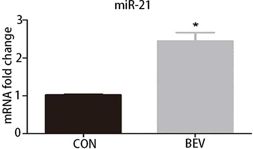 Figure 3 BEV increased the expression of miR-21 in ARPE-19 cells. The expression of miR-21 in normal and BEV-treated ARPE-19 cells was validated by quantitative Real-Time PCR. *P < 0.05.
