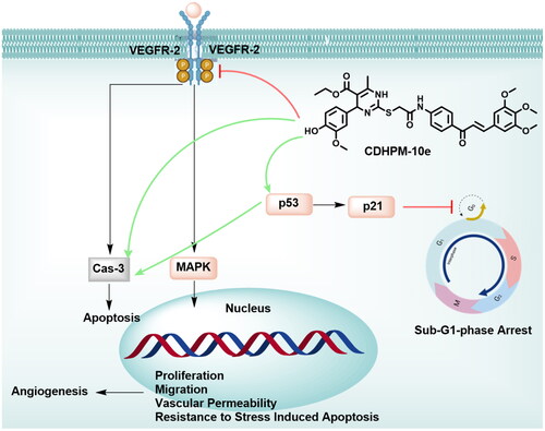 Figure 12. Potential anticancer mechanisms of CDHPM-10e.