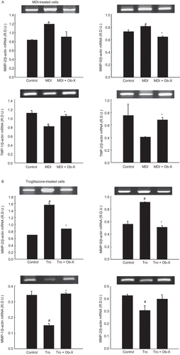 Figure 4.  Effects of Ob-X on mRNA expression of matrix metalloproteinases (MMPs) and their inhibitors in 3T3-L1 cells. 3T3-L1 preadipocytes were differentiated into mature adipocytes as described in “Materials and Methods”. 3T3-L1 cells were treated with monocyte differentiation-inducing (MDI) differentiation mix (MDI), MDI plus 10 µg/mL Ob-X, 10 µM troglitazone (Tro), or 10 µM Tro plus 10 µg/mL Ob-X, and the effects of Ob-X on (A) MDI- or (B) troglitazone-induced expression of MMPs and their inhibitors were investigated. Total cellular RNA was extracted from differentiated cells on day 6, and mRNA levels of MMP-2, MMP-9, tissue inhibitor of metalloproteinase-1 (TIMP-1), TIMP-2, and β-actin were measured using reverse transcription-polymerase chain reaction (RT-PCR). All values are expressed as the mean ± SD. Insets show representative RT-PCR bands used for quantitation. *Significantly different versus MDI or Tro, respectively, P < 0.05; #significantly different versus control, P < 0.05.