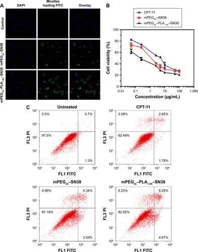 Figure 4 Cellular uptake of FITC-labeled SN38–polymer conjugate micelles.Notes: (A) BEL-7402 cells were incubated for 4 hours and examined by confocal microscopy. The left image shows nuclei staining only, the middle image shows FITC micelles only, and the right image shows overlay of the previous two images. (B) In vitro cytotoxicity of SN38–polymer conjugate micelles against human liver cancer cell line BEL-7402. (C) Apoptosis of BEL-7402 cells was detected by fluorescence-activated cell sorting using Alexa Fluor® 488 Annexin V/propidium iodide staining kit 12 hours after drug treatment (2 μg/mL SN38 equivalent). Four distinct phenotypes: viable cells (lower left quadrant); early apoptotic cells (lower right quadrant); late apoptotic cells (upper right quadrant); and necrotic or dead cells (upper left quadrant).Abbreviations: CPT-11, camptothecin-11; mPEG, methoxy poly(ethylene glycol); PLA1.5K, poly(lactide); DAPI, 4′,6-diamidino-2-phenylindole; FITC, fluorescein isothiocyanate; SN38, 7-ethyl-10-hydroxy camptothecin.