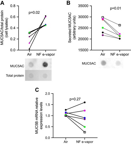 Figure 5 Human small airway epithelial cells (SAEC) mucin expression after 24 hrs of nicotine-free (NF) e-vapor (tobacco flavor) exposure. (A) MUC5AC protein in lysates of SAEC, detected by dot blot; representative dot blot from one subject shown below. (B) MUC5AC protein in apical supernatants of SAEC, detected by dot blot; representative dot blot from one subject shown below. (C) MUC5B mRNA in SAEC lysates. Each color represents a different subject. The square shape represents the smoker.