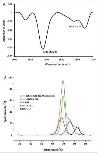 Figure 6. Biophysical characterization of ABT-981 in solution. (A) Fourier transform infrared spectroscopy chromatogram for secondary structure characterization indicating ABT-981 is comprised primarily of beta sheets supplemented by beta turns. (B) Differential scanning calorimetry thermogram following thermal stability analysis. The unfolding transitions for the individual domains of ABT-981 are assigned according to the legend.