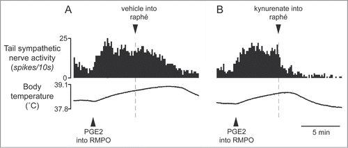 Figure 10. Blocking excitatory inputs to the medullary raphé with kynurenate inhibits tail sympathetic excitatory response to PGE2 (0.2 ng in 60 nl) injected into the RMPO in anesthetized rats. Vehicle (artificial cerebrospinal fluid, 120nl) (A) or kynurenate (6nmol in 120 nl) (B) was injected into the medullary raphé. Modified from Tanaka et al.Citation34 © American Physiological Society. Permission to reuse must be obtained from the rightsholder.