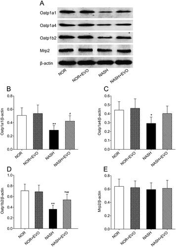 Figure 11. The effect of evodiamine on the protein expression of hepatic Oatp1a1, Oatp1a4, Oatp1b2 and Mrp2. (A) Representative photos of western blotting. (B) The relative intensity value of Oatp1a1. (C) The relative intensity value of Oatp1a4. (D) The relative intensity value of Oatp1b2. (E) The relative intensity value of Mrp2. Data represent the mean ± SD of six rats. *p < 0.05, **p < 0.01 vs. Normal group; #p < 0.05, ##p < 0.01 vs. NASH group. NOR, normal; EVO, evodiamine.