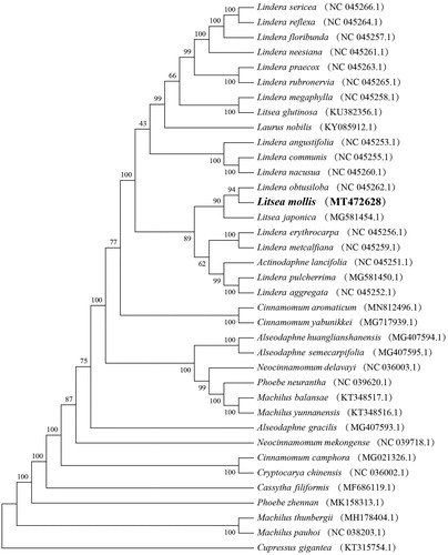 Figure 1. Phylogenetic relationships based on complete chloroplast genome sequences from L. molis and other members of from Lauraceae (All the sequences were downloaded from NCBI GenBank).