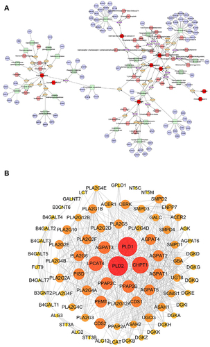 Figure 10 Network analyses results. (A) The pathway map of associated lipids-reaction-enzyme gene. The dark red hexagonal represents detected lipids, the shallow red hexagonal represents in-direct metabolites, the green square represents protein, and the blue circle represents genes that coding for the protein. (B) The PPIs network by STRING.
