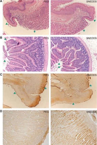 Figure 5 Histopathological observation of stomach and intestine of rats after oral administration of Nile red-containing PEG 400 solution and SNEDDS.Notes: (A) H&E staining of stomach (40×) after oral administration of PEG 400 and SNEDDS in normal rats. (B) H&E staining of intestine (100×) after oral administration of PEG 400 and SNEDDS in normal rats. The triangles indicate the lumens. (C) COX-2 staining of stomach (40×) after oral administration of PEG 400 and SNEDDS in normal rats. (D) COX-2 staining of intestine (100×) after oral administration of PEG 400 and SNEDDS in normal rats. The triangles and arrows in (A–C) indicate esophagus squamous epithelium and columnar epithelium, respectively.Abbreviations: COX-2, cyclooxygenase-2; H&E, hematoxylin and eosin; PEG, polyethylene glycol; SNEDDS, self-nanoemulsifying drug delivery systems.
