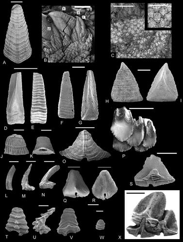 Figure 3. Morphology of upper latera and peduncular/imbricating plates. A–C, Etcheslepas durotrigensis Gale, Citation2014a; A, exterior view of upper latus; B, upper latus and other lateral plates on capitulum; C, peduncular plates. D, E, J–N, Pycnolepas rigida (J. de C. Sowerby, Citation1836); upper latus in D, external and E, internal views; J–N, peduncular plates. F, G, O, S, Brachylepas naissanti (Hébert, Citation1855), upper latus in F, external and G, internal views; O, external and S, internal views of imbricating plates. H, I, Q, R, Parabrachylepas ifoensis (Withers, Citation1935), upper latus in H, external and I, internal views; Q, R, imbricating plates. T–W, Eoverruca hewitti Withers, Citation1935; imbricating plates. P, Catophragmus pilsbryi Broch, Citation1922; interior view of imbricating plates. X, Brachylepas americana Zullo, Russell and Mellen, Citation1987, interior view of articulating imbricating plates. Scale bars equal 5 mm (B, D, E, P), 1 mm (A, C, X) and 0.5 mm (all others).