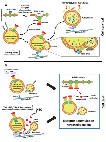 Figure 8. Proposed working model. (A) FYCO1 mediates efficient lysosome-mediated removal of stochastic CASP8 auto-activating complexes, and this is necessary to ensure cell survival. The fusion of endocytosed complexes with lysosomes is dependent on the interaction of the C-terminal GOLD domain of FYCO1 with the RAB7A GEF complex containing CCZ1-MON1A, further responsible for interaction with the HOPS complex. (B) In absence of FYCO1, the autolysosomal degradation of receptors is impaired and the accumulating receptors sensitize the cells for ligand-induced and constitutive apoptosis. Furthermore, if a certain stimulus threshold is reached (e.g., by addition of TNFSF10/TRAIL), CASP8-mediated cleavage of FYCO1 C-terminal domain prevents this lifeguard mechanism, thus allowing amplification of the apoptotic cascade and execution of cell death.