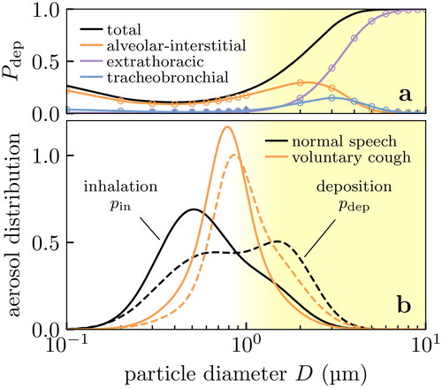 Figure 5. Effect of deposition on the size distribution of aerosol particles received in the respiratory tract of the inhaler. Fine aerosol particles with diameters ∼0.1 to 1 µm are unlikely to deposit in the respiratory tract, shifting the effective aerosol particle size distribution of concern to coarser particles. (a) Probability of deposition Pdep at various sites in the respiratory tract, showing experimental data (points) from Chalvatzaki et al. (Citation2020) and our quadratic interpolation (lines). (b) Probability density for inhaled bioaerosol particles from Gregson et al. (Citation2021); Johnson et al. (Citation2011) (solid lines), and the probability density of those aerosol particles which actually deposit in the respiratory tract (dashed lines) after conditioning on data in (a).