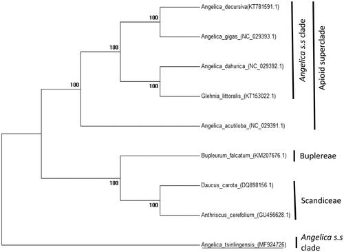 Figure 1. Phylogeny of nine species within the Apioideae based on the neighbour-joining (NJ) analysis of the complete chloroplast genome sequence. The gene’s accession number is list in figure.