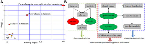 Figure 4 Pathway analysis using the differential urinary metabolites: (A) three metabolic pathways were found to be significantly affected in elderly PSD subjects; (B) the main metabolites involved in these pathways. Red and green ellipses represent the significantly increased and decreased metabolites, respectively, identified in this study.