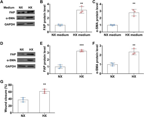 Figure 4. Hypoxia induces fibroblast activation in vitro. (A–C) WI38 fibroblast cells were treated with conditioned A549 culture medium under normoxia (NX) and hypoxia (HX) conditions for 24 h, then were harvested for analyzing the protein levels of FAP (A and B) and α-SMA (A and C) by Western blot. (D-F) The protein level of FAP (D and E) and α-SMA (D and F) in WI38 cells under normoxia (NX) and hypoxia (HX) conditions for 24 h. G, Wound closure rate of WI38 cells in wound healing assay under normoxia (NX) and hypoxia (HX) condition for the first 24 h. n = 3 wells.