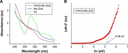 Figure 5 (A) Comparison of the UV-Vis spectra of FA with that of bare Mn:ZnS and FACS-Mn:ZnS QDs; (B) Tauc plot obtained from the UV-Vis study with a band gap energy of 5.08 eV for FACS-Mn:ZnS QDs.Abbreviations: FA, folic acid; FACS-Mn:ZnS, folic acid–chitosan stabilized Mn2+-doped ZnS; QDs, quantum dots; UV-Vis, ultraviolet-visible; ZnS, zinc sulfate.