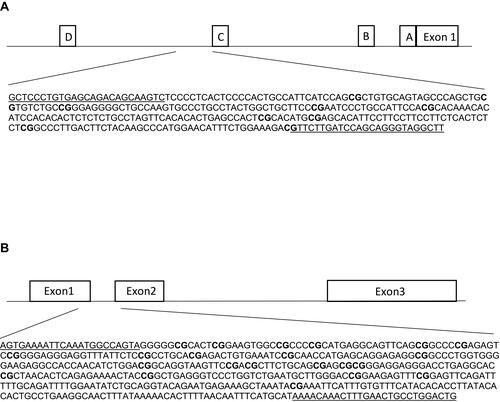 Figure 1 Schematic figures of ESR1 (A) and GPER (B) promoter regions. (A) The DNA sequence of ESR1, chr6: 151805523–151805822, is located in a CpG island shore of promoter C, and it has been described as an enhancer (ID GH06J151804) of promoter A.Citation44 This region has been reported in humans and rats by Champagne et al, 2006,Citation23 Gardini et al, 2020,Citation35 Ianov et al, 2017,Citation46 and Tsuboi et al, 2017.Citation44 (B) The DNA sequence of GPER, chr7:1087059–1087533 is located in a CpG island across exons 1 and 2. This region has been assessed in Weissenborn et al, 2017.Citation45 White boxes represent exons or promoter regions. Underlined sequences correspond to the primers position. Bold “CG” correspond to the Interrogated CpGs.