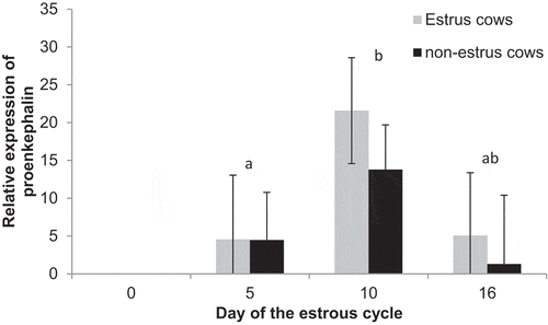 Figure 8. Relative expression of proenkephalin-A on Days 0, 5, 10, and 16 of the estrous cycle for cows in the estrus and non-estrus groups. Days having different superscripts are different (abP < 0.03).