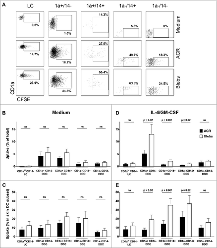 Figure 2. Quantification of the in situ uptake of apoptotic material by skin-emigrated dendritic cells. (A–E) Carboxyfluorescein succinimidyl ester (CFSE)-labeled apoptotic cell remnants (ACR) or blebs were injected into human skin explants, and the dendritic cell (DC) uptake was quantified using immunostaining and fluorescence cytometry. (A) Viable CD11c positive DCs were plotted against CD1a to discriminate Langerhans cells (LCs) as CD1ahi/CD11cdim. CD1a+ and CD1a− DCs were plotted against CD14 for the discrimination of the various dermal dendritic cell (DDC) subsets –as indicated. (B–E) For the analysis of the in situ uptake of CFSE-labeled apoptotic material, CFSE positivity of the egressed skin DC was determined by flow cytometry (indicated by percentages positive cells per subset; representative example from n = 9 shown). Quantification of the ingestion of apoptotic cell remnants (ACR, black bars) or blebs (white bars) in situ, is either displayed as the CFSE positive skin DC as a percentage of the total CD11c+ egressed skin DC (B and D) or as a percentage of CFSE positive cells within a subset (C and E). The apoptotic cell fractions were administered either in plain medium (B and C, n = 6) or with IL-4 and GM-CSF (D and E, n = 9). Shown are the mean values ±SEM. Statistical significance was determined by 2-tailed Student's t-test.