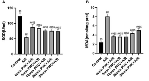 Figure 5 Effect of PHC postconditioning on SOD and MDA level. A/R decreased SOD and increased MDA level compared with control group (P<0.01), and PHC increased SOD and decreased MDA level (P<0.01) compared with A/R group (A and B). There is significant difference of SOD level among 0 min vs 20 mins and 0 min vs 30 mins in PHC postcondition groups (P<0.05, respectively)(A), and there is significant difference of MDA level among 10 mins vs 20 mins and 20 mins vs 30 mins in PHC postcondition groups (B). (n=6; ##P < 0.01 versus control group; $$P < 0.01 versus A/R group. Data are shown as mean±S.D.).